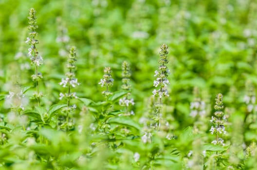 The basil field with flowers herb for aromatherapy .