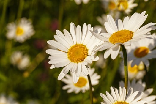   the flowers of a white camomiles photographed by a close up