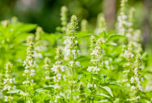 The basil field with flowers herb for aromatherapy .