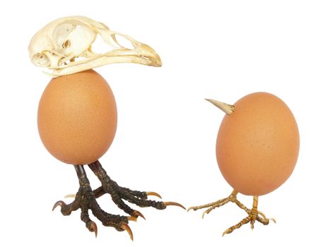 Two standing chicken eggs as birds with legs and beaks
