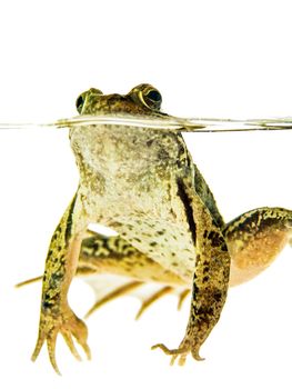 Green frog swimming at water surface isolated on white background