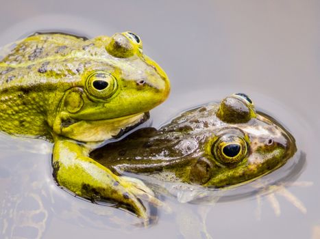 Two mating green frogs swimming in water of pond