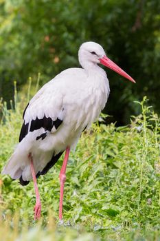 Standing stork in nature. Large black and white bird in zoo