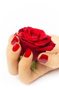 Red rose in female hand with painted colored nails isolated on white background