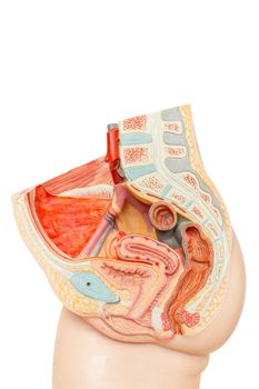 Human female reproduction organs for education isolated on white background