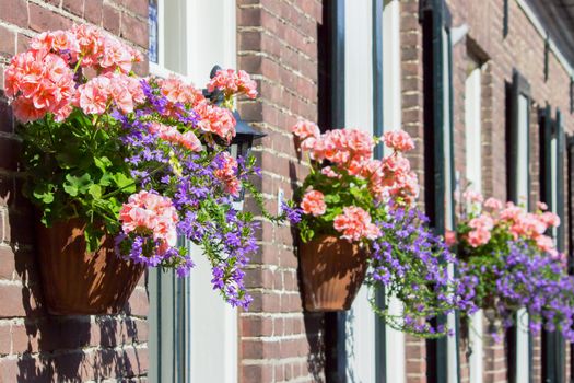 Pink geraniums hanging at facade of house with windows