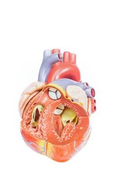 Open artificial human heart model front view isolated on white background