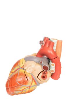 Artificial human heart model side view isolated on white background