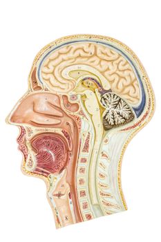 Cross section of human head for education isolated on white background