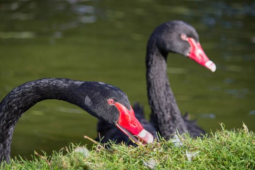 Close up of two black swans. Couple male and female swimming in water