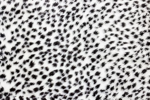 Texture of leopard fur in white with black spots