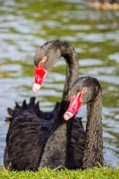 Couple black swans male and female swimming in water