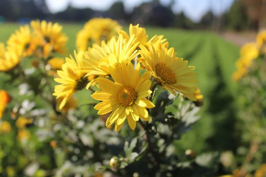 Yellow Chrysanthemum Flowers Garden