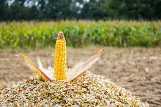 Corncob on chopped corn in agricultural area