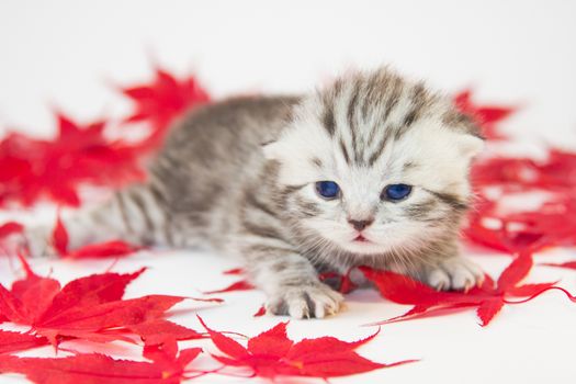 Young black silver british shorthair kitten between red autumn leaves isolated on white background