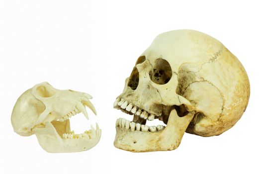 Human and monkey skull opposite of each other with open mouths isolated on white background