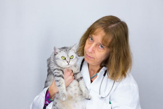 European female veterinarian  holding  british shorthair black silver tabby cat isolated on grey background