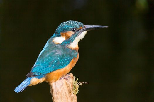 European Kingfisher on a stick isolated on dark green background