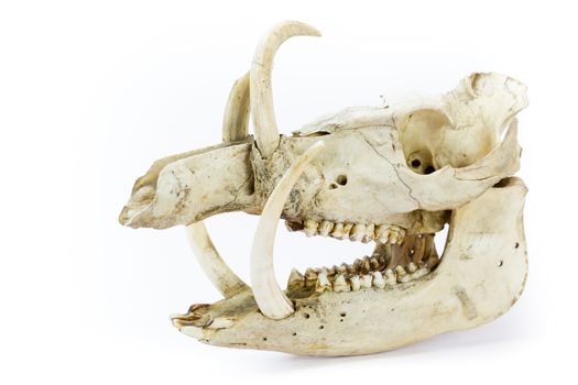 Skull of wild boar showing jaws with large teeth isolated on white background