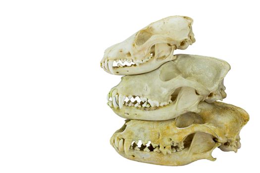Skulls of fox and dogs on top of each other fitting together isolated on white background