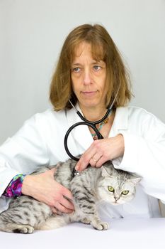 Female vet with stethoscope  examining black silver tabby cat isolated on grey background