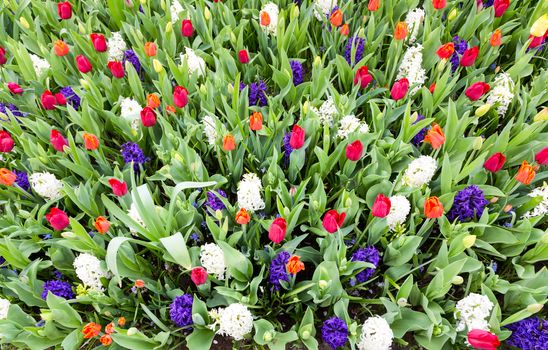 Flowers field with various colored flowers like red orange tulips and blue white hyacinths