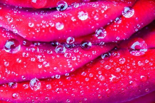 Macro photo of various perfect round water droplets on red rose