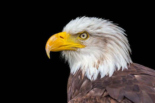 Portrait white head of sea eagle with yellow beak isolated on black background