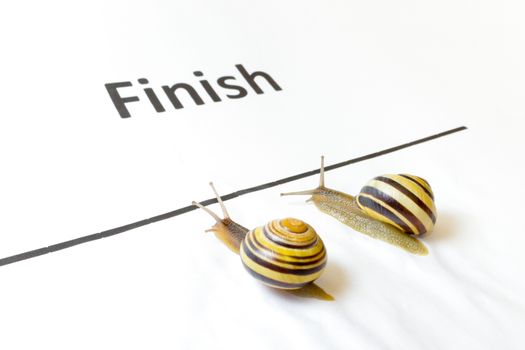 Two snails sliding to finish on white paper together side by side