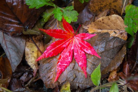 Red Maple Leaf in the dry tree leaf