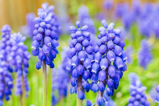 Group of blue grape hyacinths and green leaves in spring