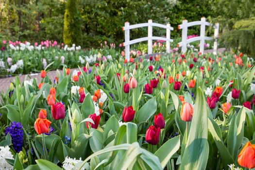 Various colored tulips with white bridge in park holland