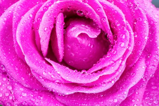 Macro image of pink rose with water droplets after rainy day