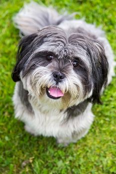 Young dog sitting on green grass looking up