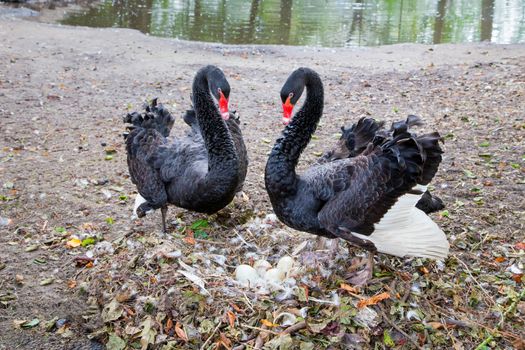 Couple black swans defending eggs in nest near pond