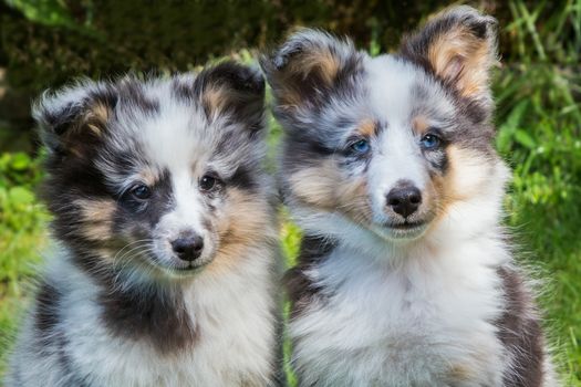Portrait of two young sheltie dogs outdoors in garden