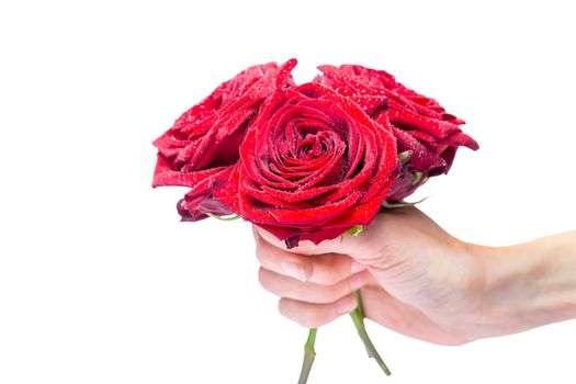 Hand holding bouquet of red roses with water drops isolated on white background