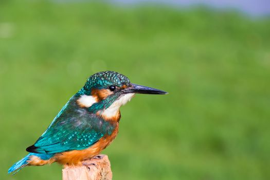 European kingfisher in front of green meadow in nature