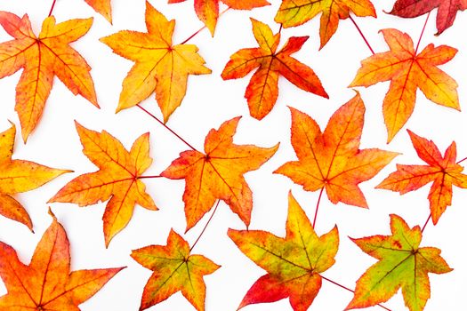 Fall maple leaves in various autumn colors isolated on white background