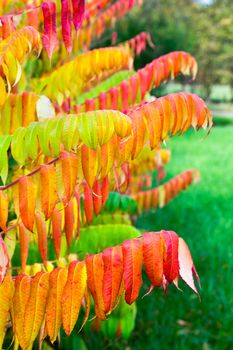 Leaves of velvet tree in autumn colors with red green and yellow