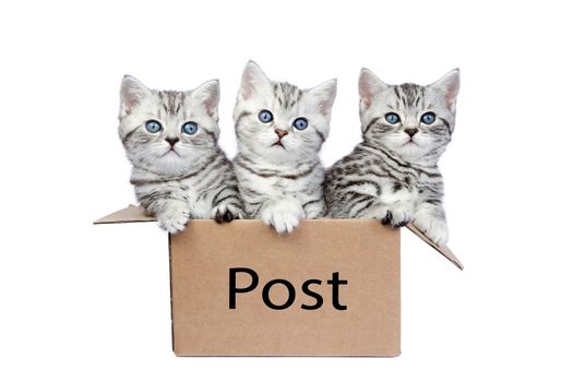 Three young british shorthair black silver tabby cats in cardboard box isolated on white background