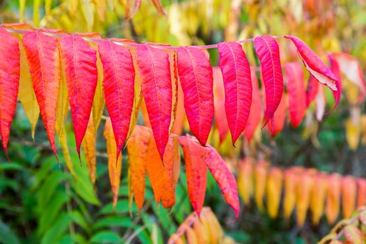 Red autumn colors in velvet leaves with green and yellow leaves on background