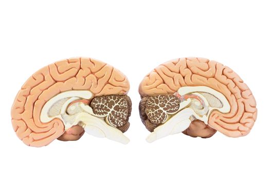 Cross section of two artificial human hemispheres, two halves of brain for education, isolated on white background