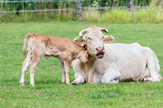 Bull calf loves mother cow by hugging her in green meadow