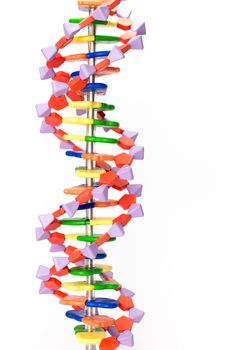 Artificial human DNA model showing  structure of molecule for education in school