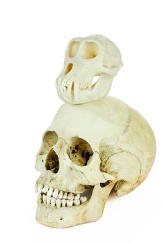 Skulls of human and monkey on top of each other, isolated on white background