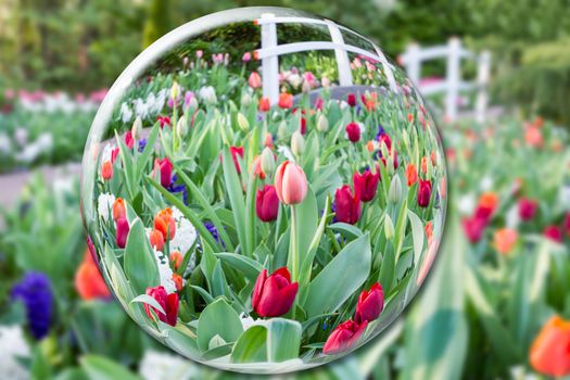 Crystal ball reflecting tulips flowers in Keukenhof Holland
