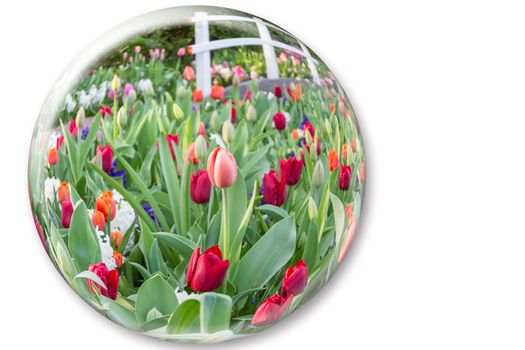 Crystal ball reflecting red tulips flowers isolated on white background