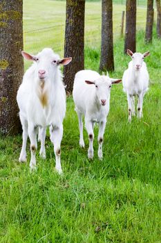 White goats on green grass with tree trunks in nature
