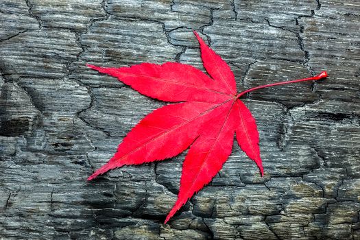 Red autumn maple leave on black burnt wood